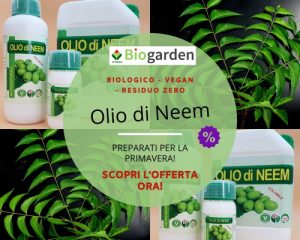 olio di neem piante